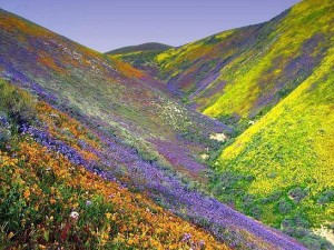 Долината на цветята