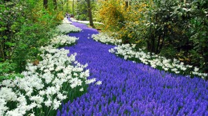 Цветните градини Кьокенхоф в Холандия