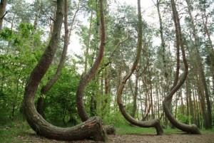 The Crooked Forest 